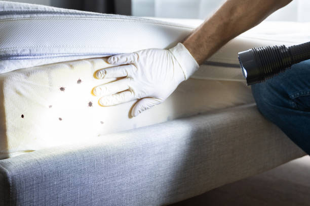 Best Affordable Pest Control Services  in Brackenridge, PA